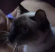 gatos