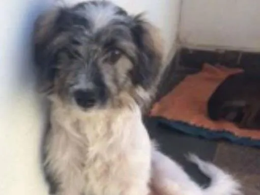 Cachorro raça SRD idade 2 a 6 meses nome Sapeca