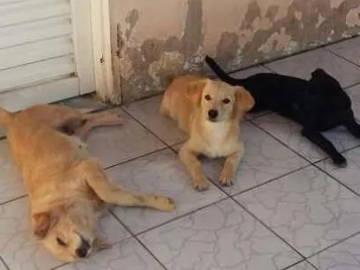 Cachorro ra a Srd idade 2 anos nome Mel