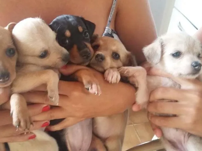 Cachorro ra a Indefinida idade Abaixo de 2 meses nome Filhotes sem nomes