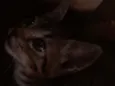Gatos fofos