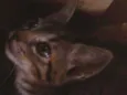 Gatos fofos
