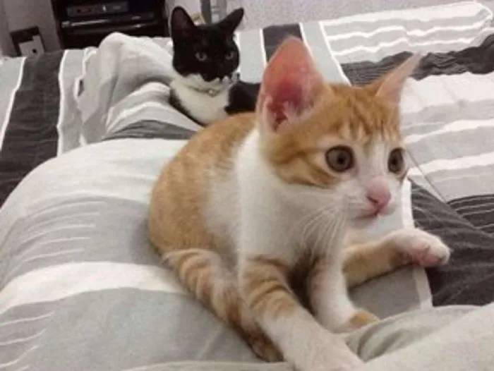 Gato ra a Mestiça idade 2 a 6 meses nome Marley / Bob