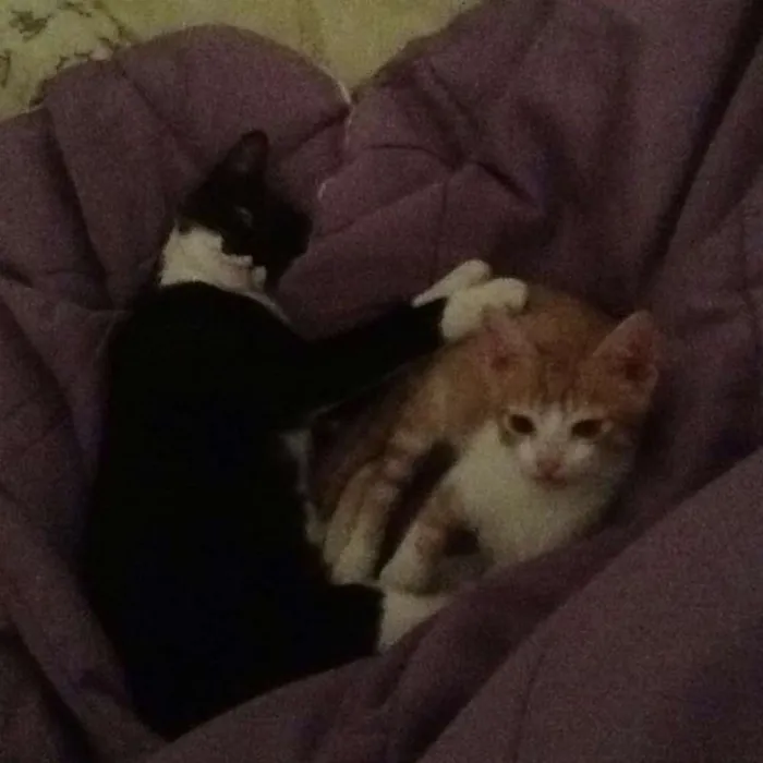 Gato ra a Mestiça idade 2 a 6 meses nome Marley / Bob