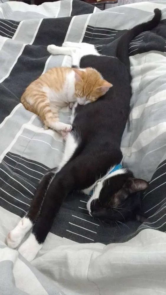 Gato ra a Mestiça idade 2 a 6 meses nome Marley / Bob