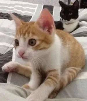 Gato raça Mestiça idade 2 a 6 meses nome Marley / Bob