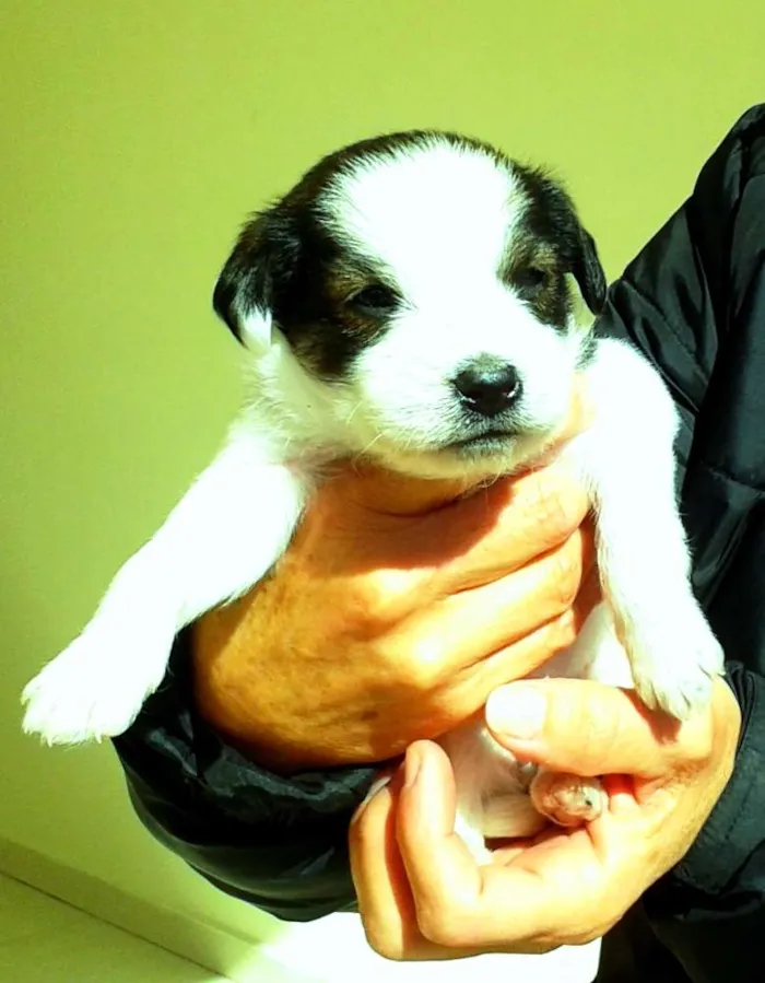 Cachorro ra a SRD idade 2 a 6 meses nome Akira