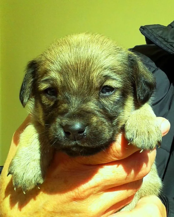 Cachorro ra a SRD idade 2 a 6 meses nome Maria Chorona