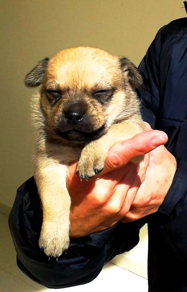 Cachorro ra a SRD idade 2 a 6 meses nome Barbudinha