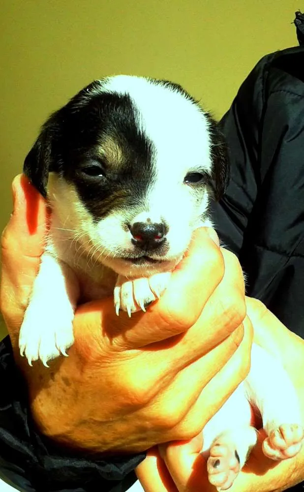 Cachorro ra a SRD idade Abaixo de 2 meses nome Titirila