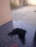 pitico