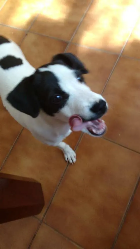Cachorro ra a  idade 2 a 6 meses nome Sem Nome