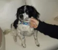 Dinho