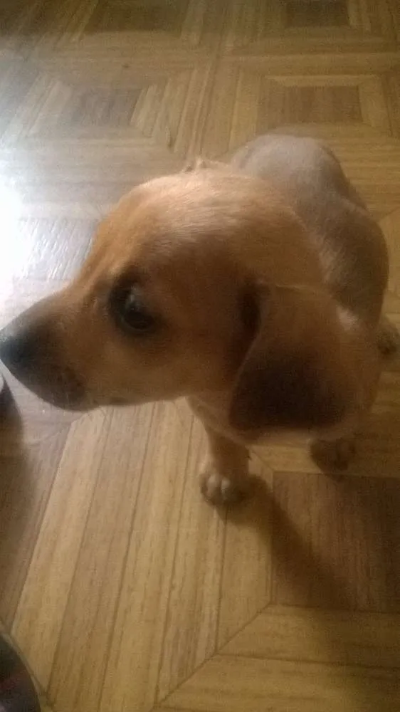 Cachorro ra a desconhecida idade  nome sem nome