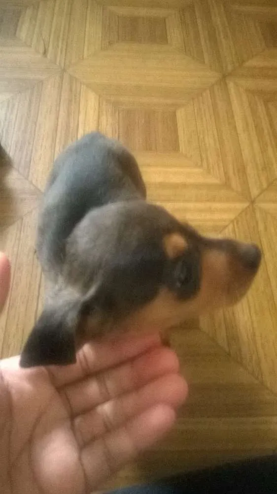 Cachorro ra a desconhecida idade  nome sem nome