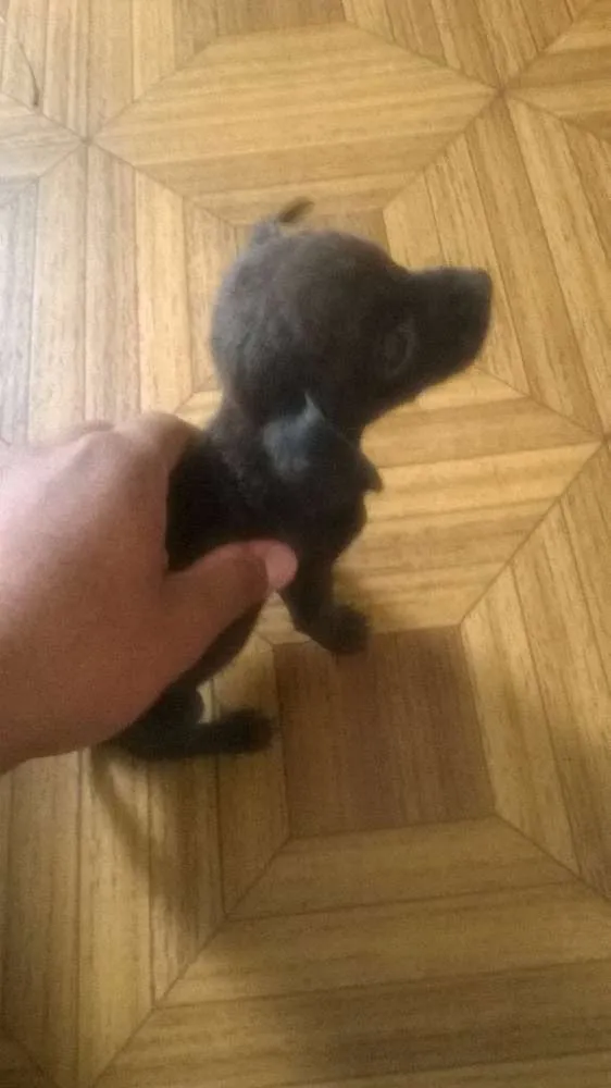 Cachorro ra a desconhecida idade  nome sem nome