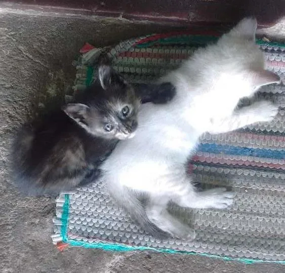 Gato ra a  idade Abaixo de 2 meses nome Rowena, Dracarys