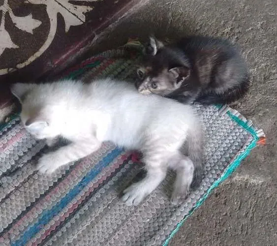 Gato ra a  idade Abaixo de 2 meses nome Rowena, Dracarys