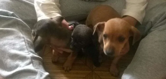 Cachorro ra a desconhecida idade  nome sem nome