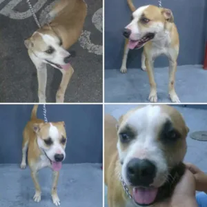 Cachorro raça Pitbull idade 1 ano nome Brutus 