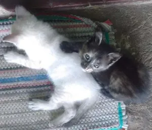 Gato raça  idade Abaixo de 2 meses nome Rowena, Dracarys