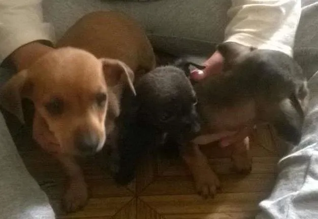 Cachorro ra a desconhecida idade  nome sem nome