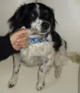 Dinho