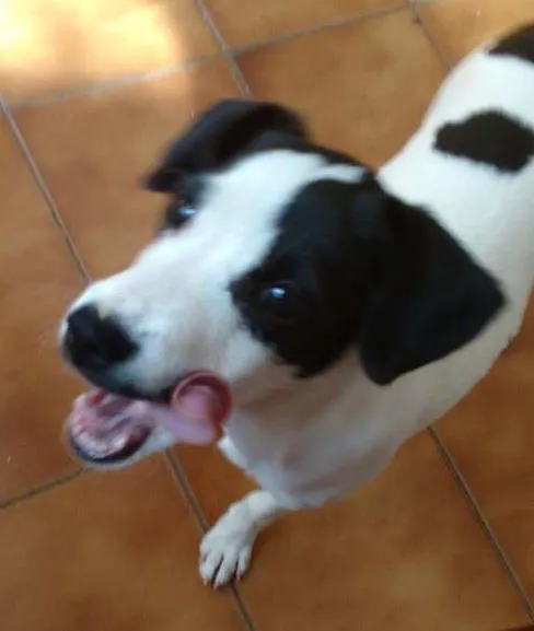 Cachorro ra a  idade 2 a 6 meses nome Sem Nome