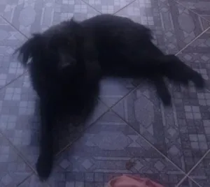Cachorro raça vira lata idade 7 a 11 meses nome pitico