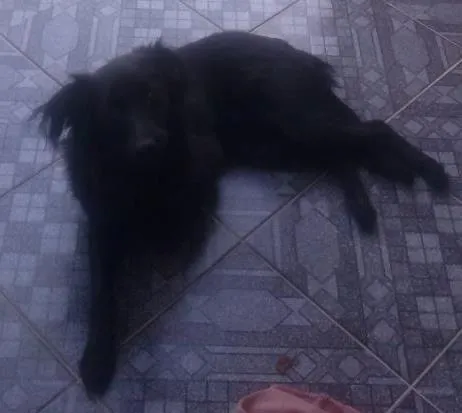 Cachorro ra a vira lata idade 7 a 11 meses nome pitico