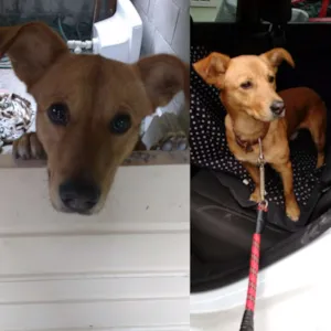 Cachorro raça Srd idade 7 a 11 meses nome Tino