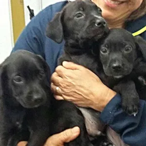Cachorro raça SRD idade Abaixo de 2 meses nome ???