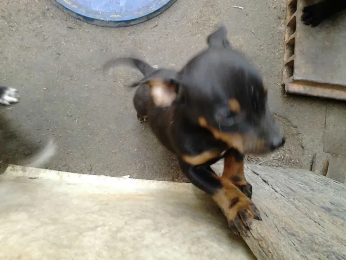 Cachorro raça Labrador idade Abaixo de 2 meses nome xablito