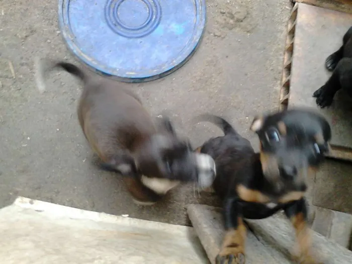 Cachorro raça Labrador idade Abaixo de 2 meses nome xablito