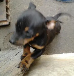 Cachorro raça Labrador idade Abaixo de 2 meses nome xablito