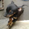 xablito