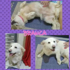 Cachorro raça SRD idade 3 anos nome Branca