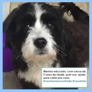 Cachorro raça RND idade 2 anos nome Spot