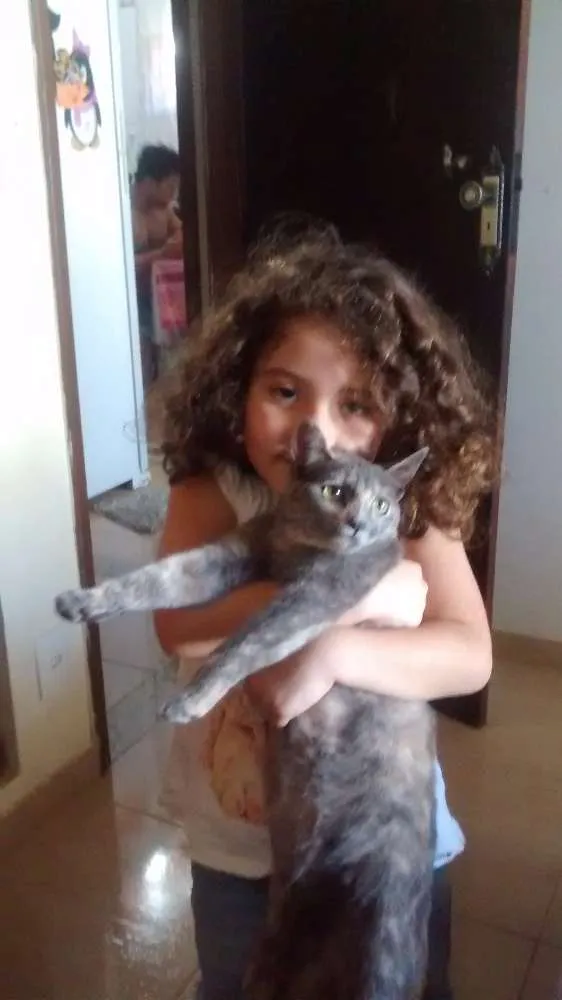 Gato ra a Pelo curto brasileiro idade 1 ano nome Docinho