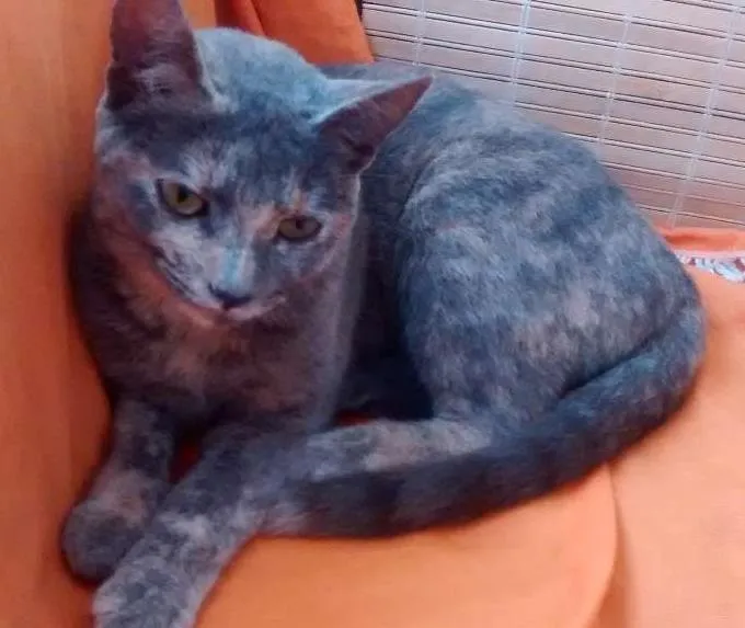 Gato ra a Pelo curto brasileiro idade 1 ano nome Docinho