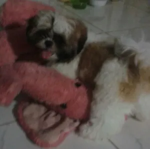 Cachorro raça Sitsu idade 7 a 11 meses nome Nick