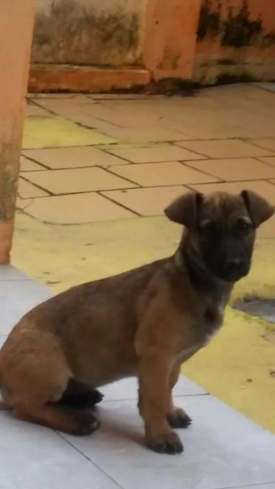 Cachorro ra a vira lata. idade 7 a 11 meses nome teka