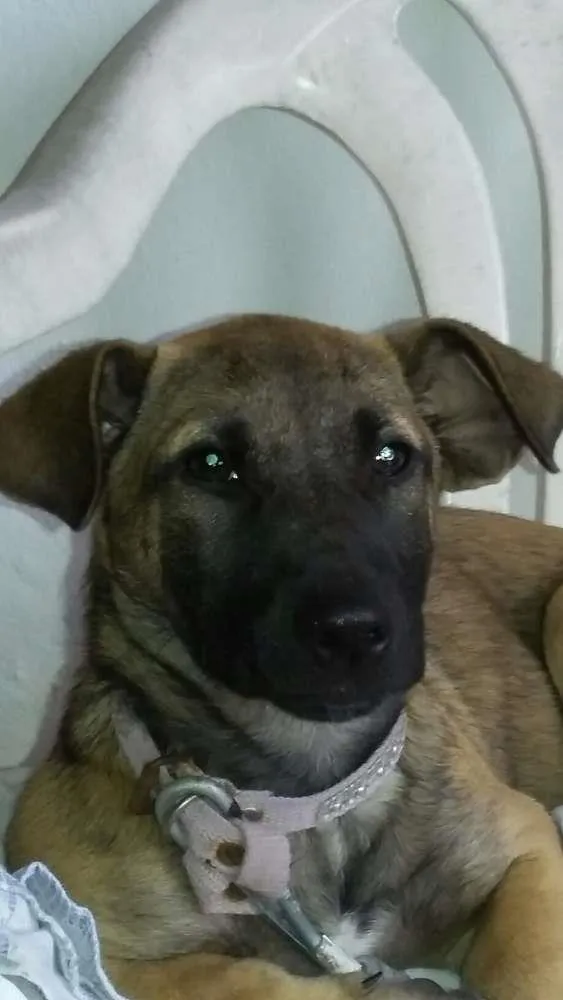 Cachorro ra a vira lata. idade 7 a 11 meses nome teka