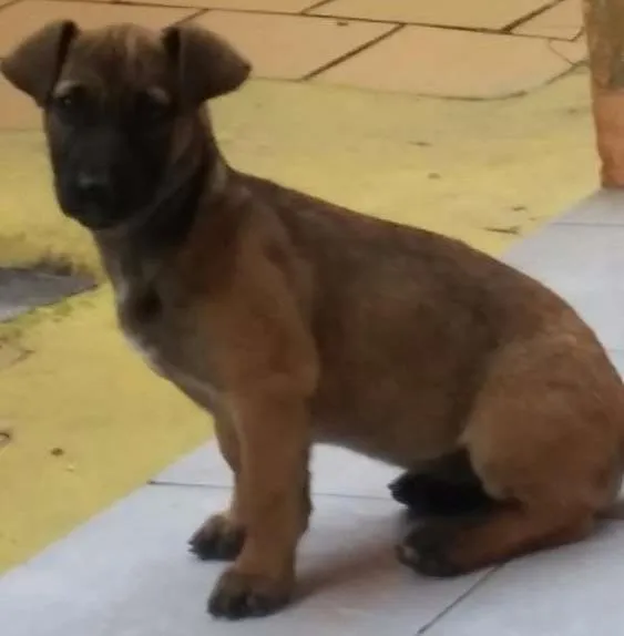 Cachorro ra a vira lata. idade 7 a 11 meses nome teka