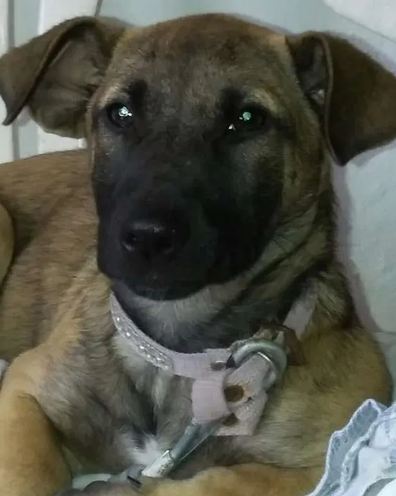 Cachorro ra a vira lata. idade 7 a 11 meses nome teka