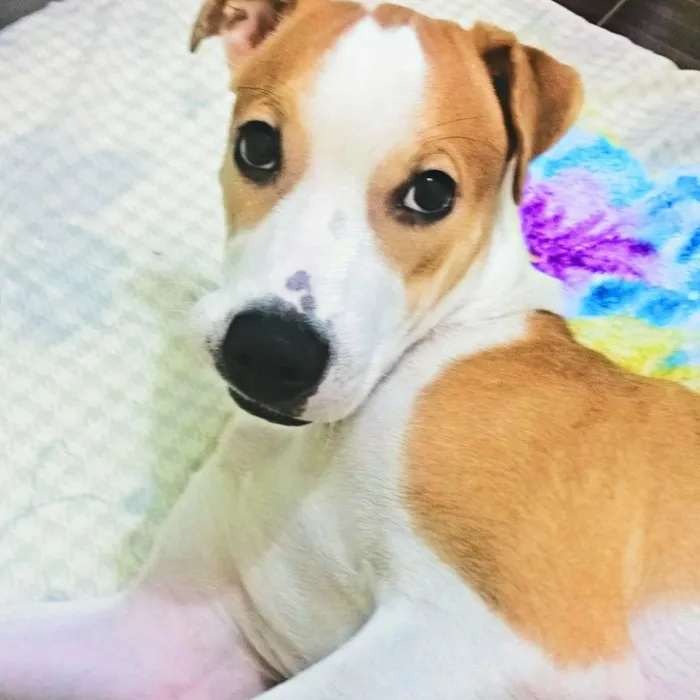 Cachorro ra a pitbull com labrador  idade 7 a 11 meses nome Amora