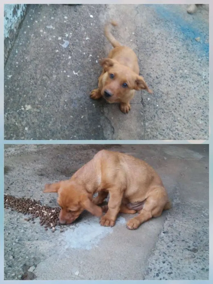 Cachorro ra a Vira-Lata idade 2 a 6 meses nome Não tem