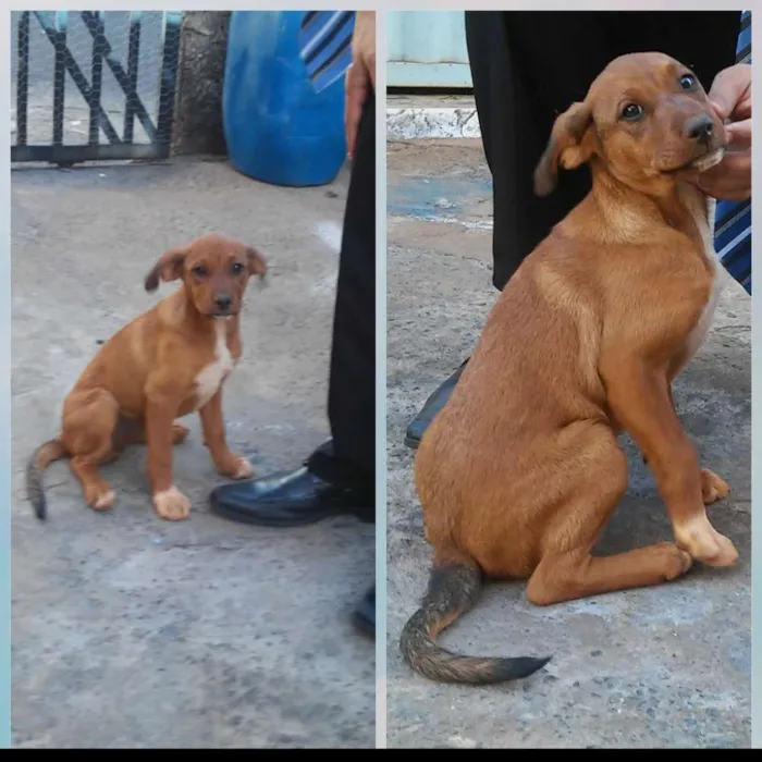 Cachorro ra a Vira-Lata idade 2 a 6 meses nome Não tem