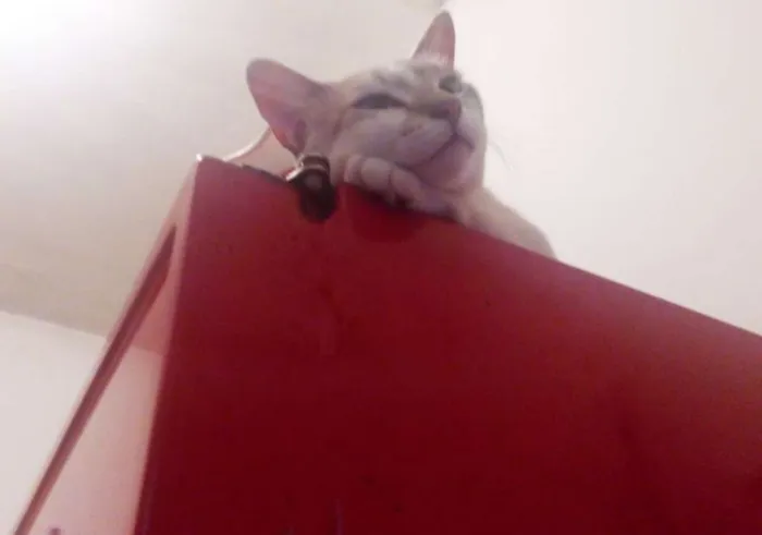 Gato ra a viralata idade 2 anos nome Kisha CASTRADA