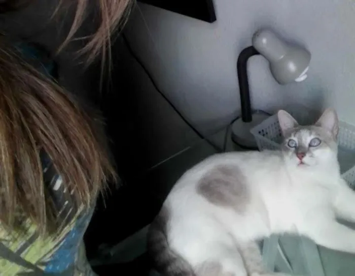 Gato ra a viralata idade 2 anos nome Kisha CASTRADA